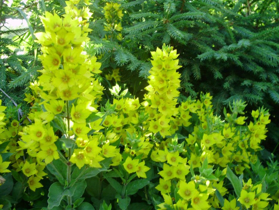 Вербейник точечный (Лизимахия)