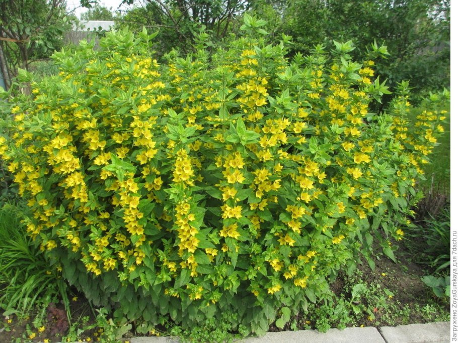 Вербейник точечный Александр