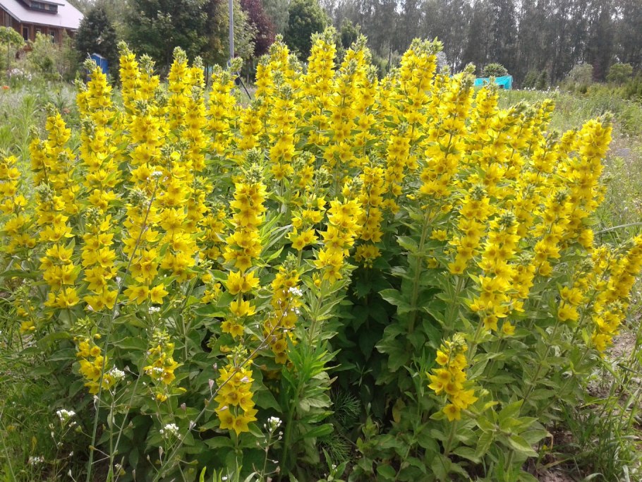 Вербейник точечный (Lysimachia punctata)