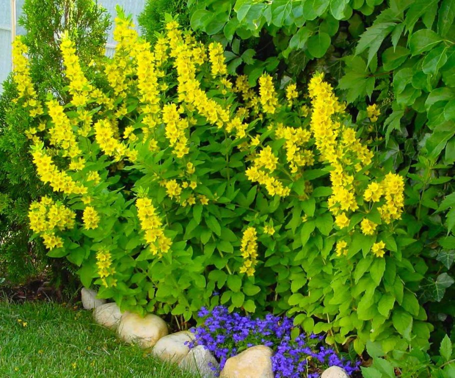 Вербейник Дубравный