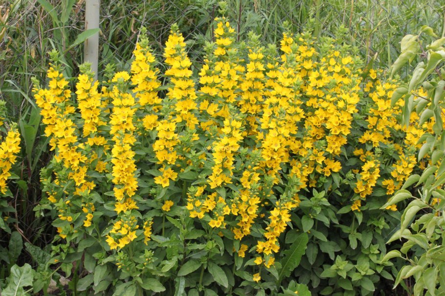 Вербейник точечный (Lysimachia punctata)