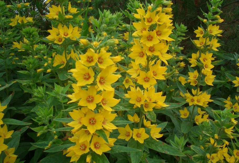 Вербейник точечный (Lysimachia punctata)