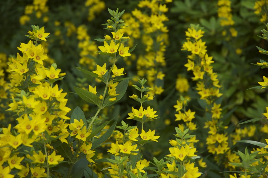 Растение монетчатый вербейник