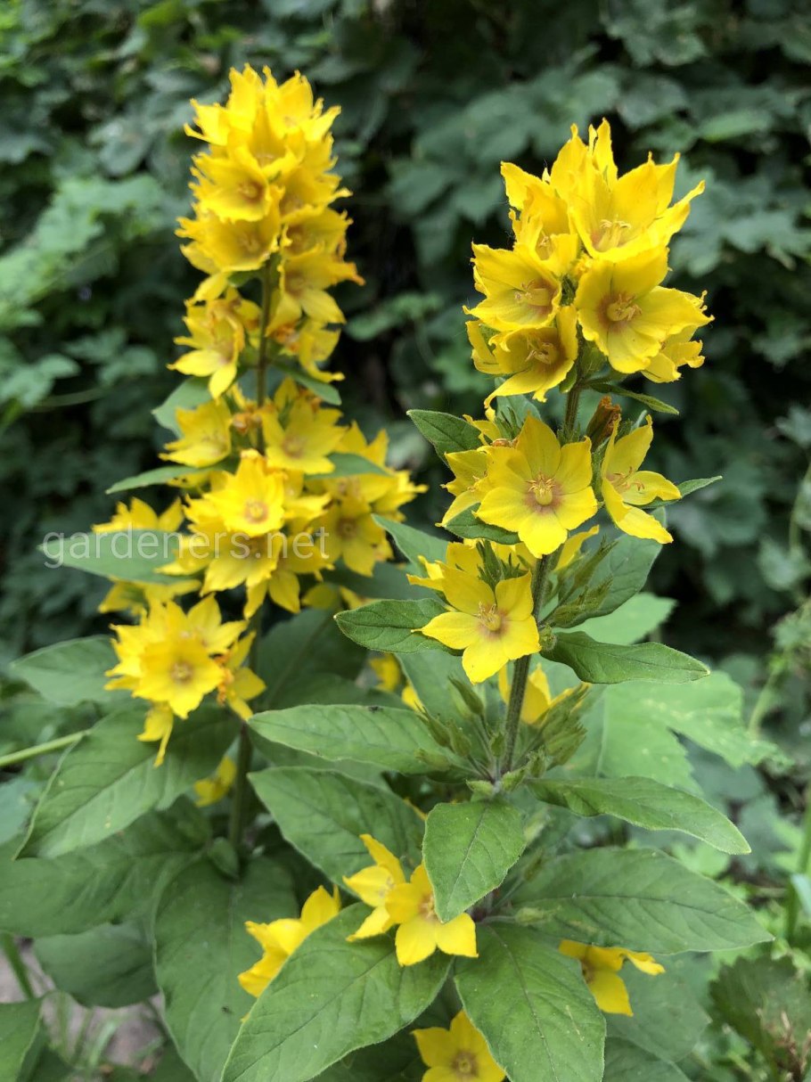 Вербейник Лизимахия