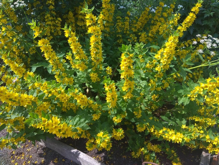 Вербейник крапчатый