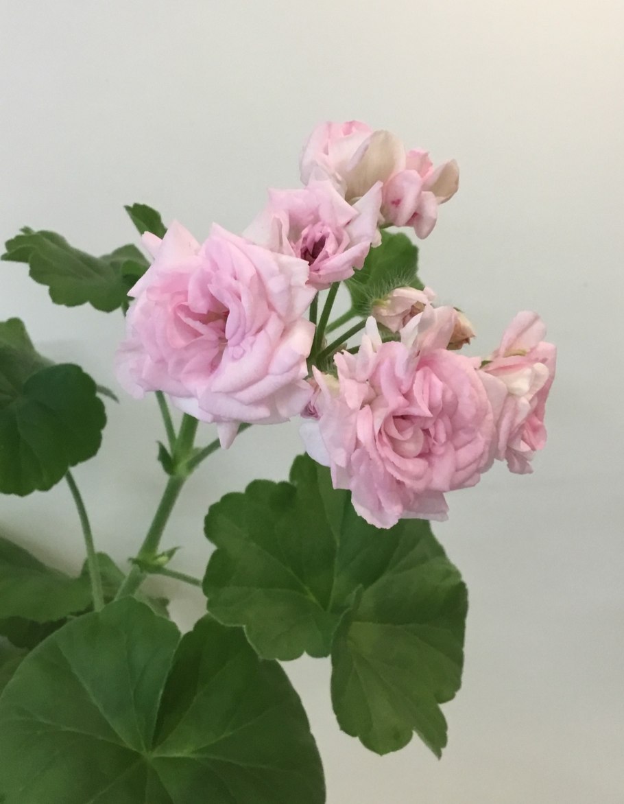 Пеларгония леди Молли