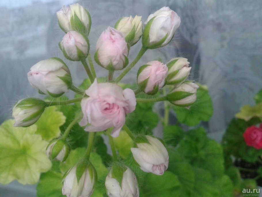 Пеларгония Lady Gertrude