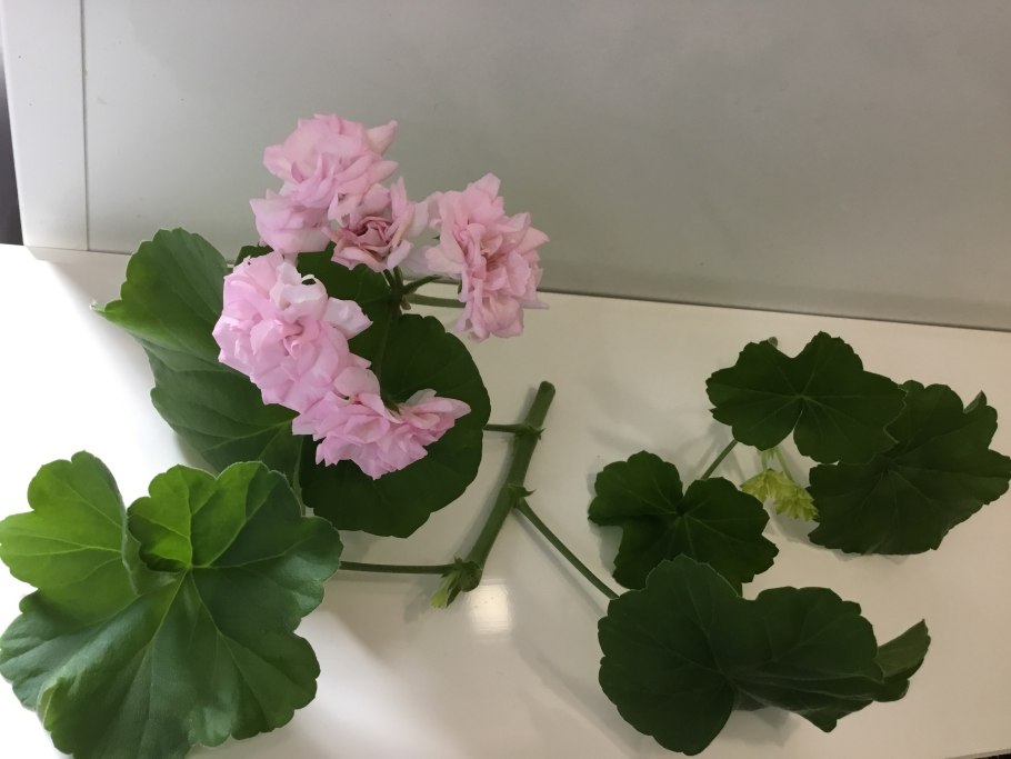 Achievement пеларгония