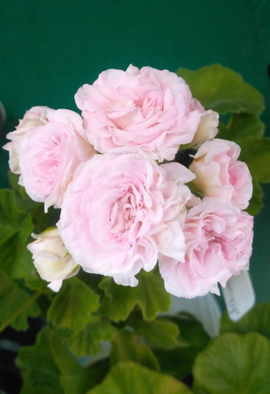 Пеларгония Милфред Роуз