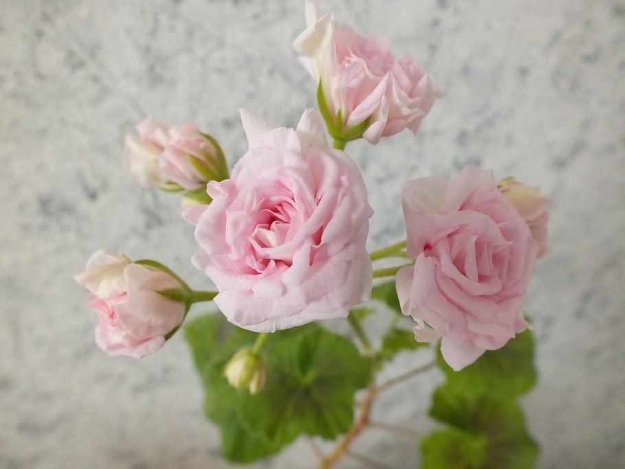 Пеларгония розебудная Rococo