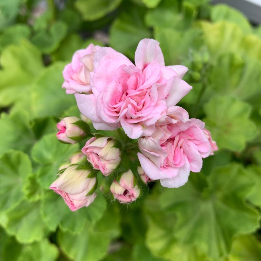 Anita пеларгония