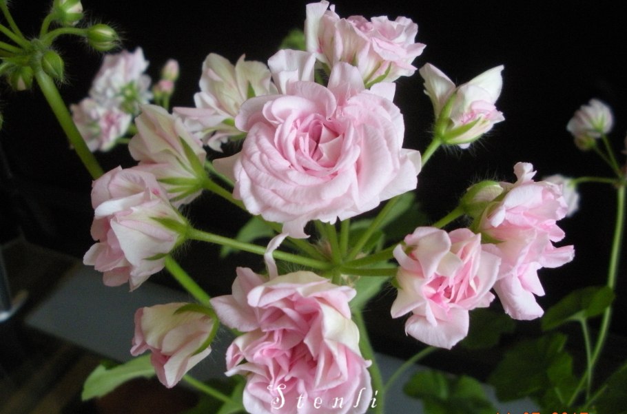 Пеларгония Lady Gertrude