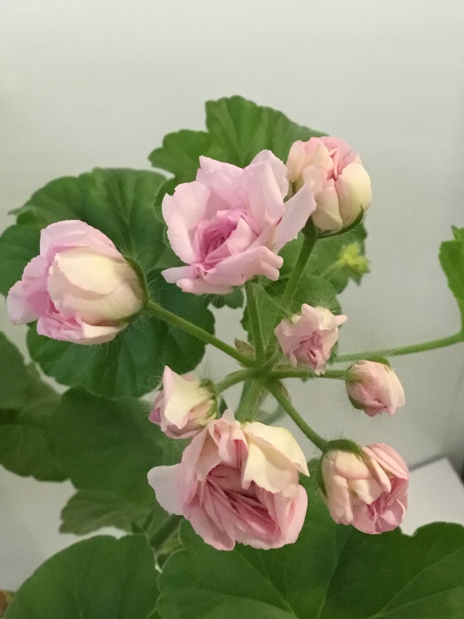 Ачивмент пеларгония