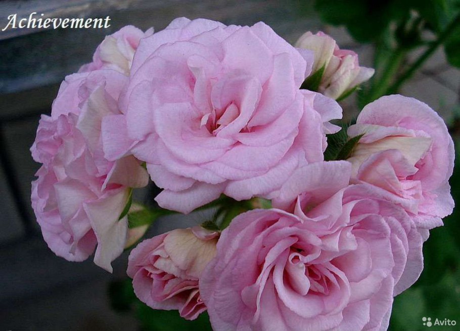 Пеларгония Scarlet Rosebud