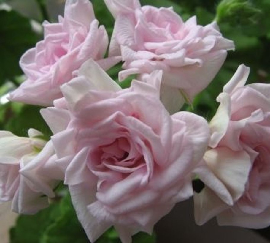 Леди Гертруда пеларгония