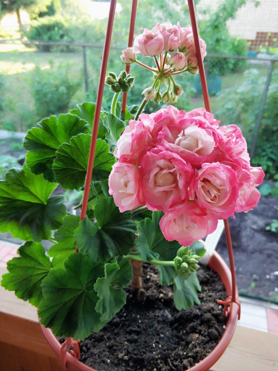 Ольга Матвиенко Новосибирск пеларгонии