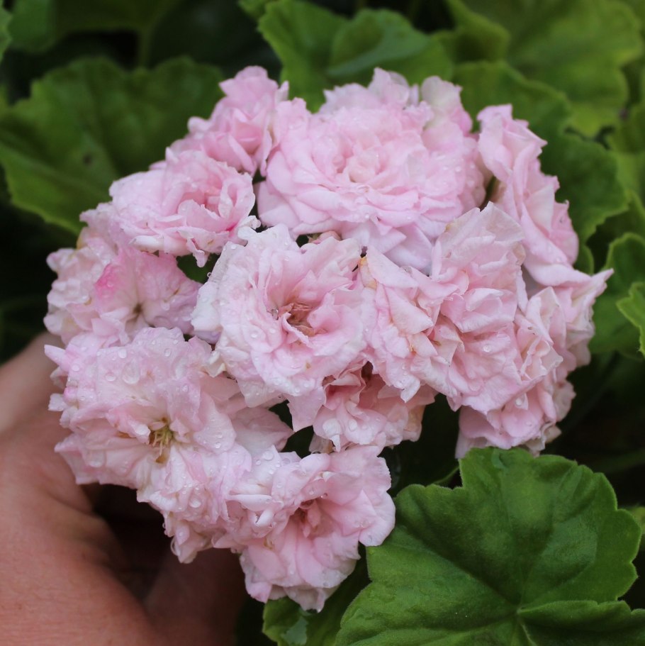 Пеларгония иви гибрид леди Гертруда