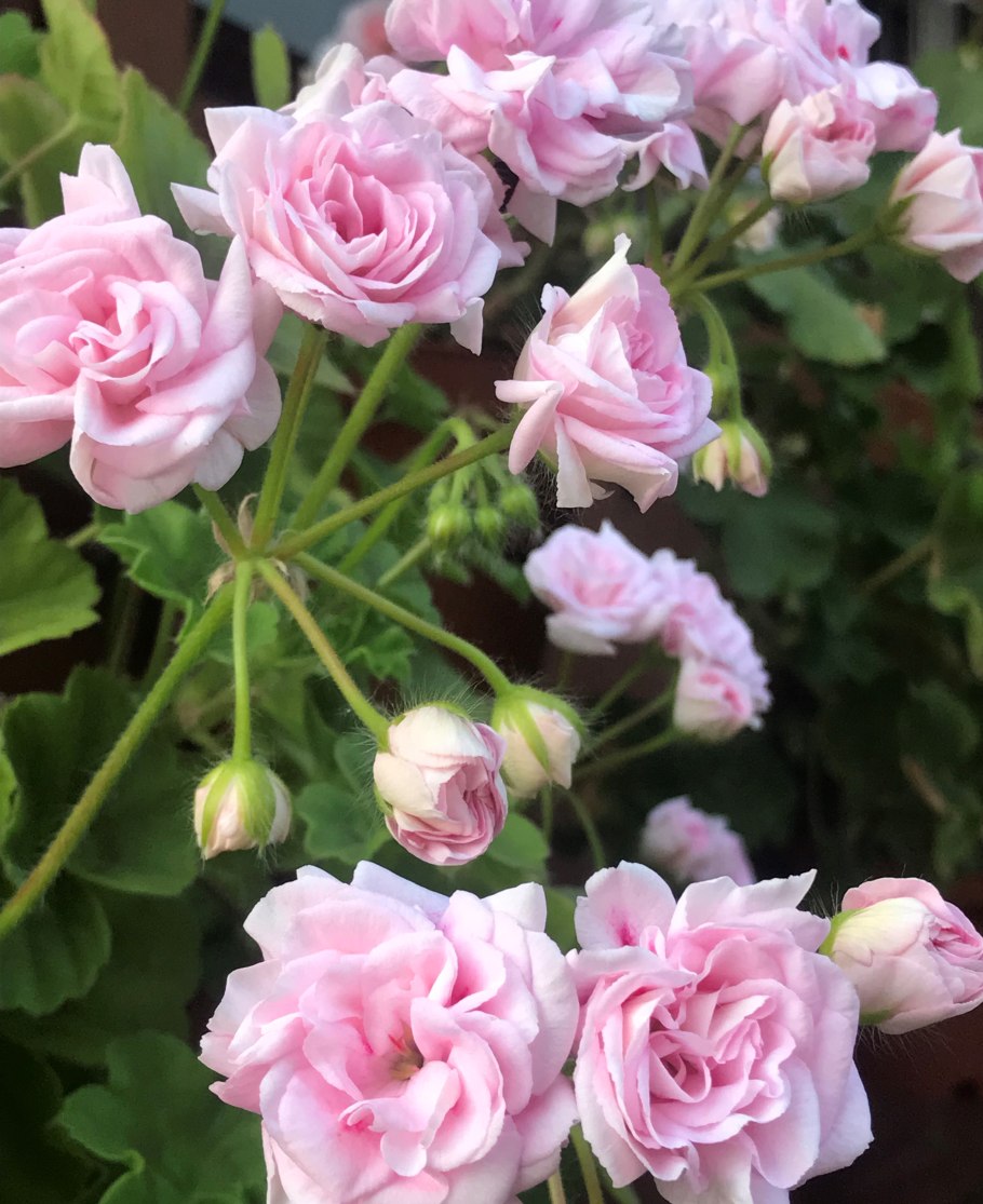 Norrland (пионовидная)