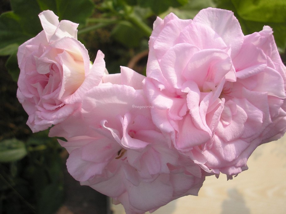 Леди Гертруда пеларгония