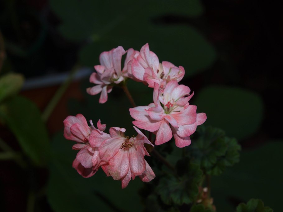 Королевская герань беладонна