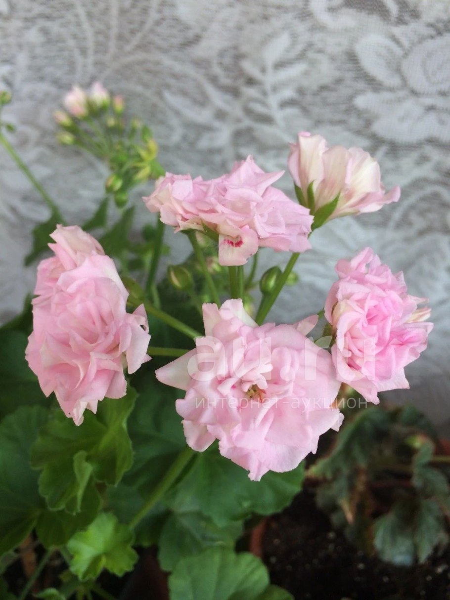 Пеларгония Millfield Gem