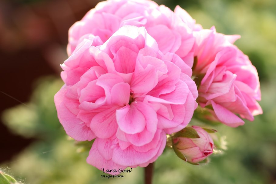 Пеларгония Фишер