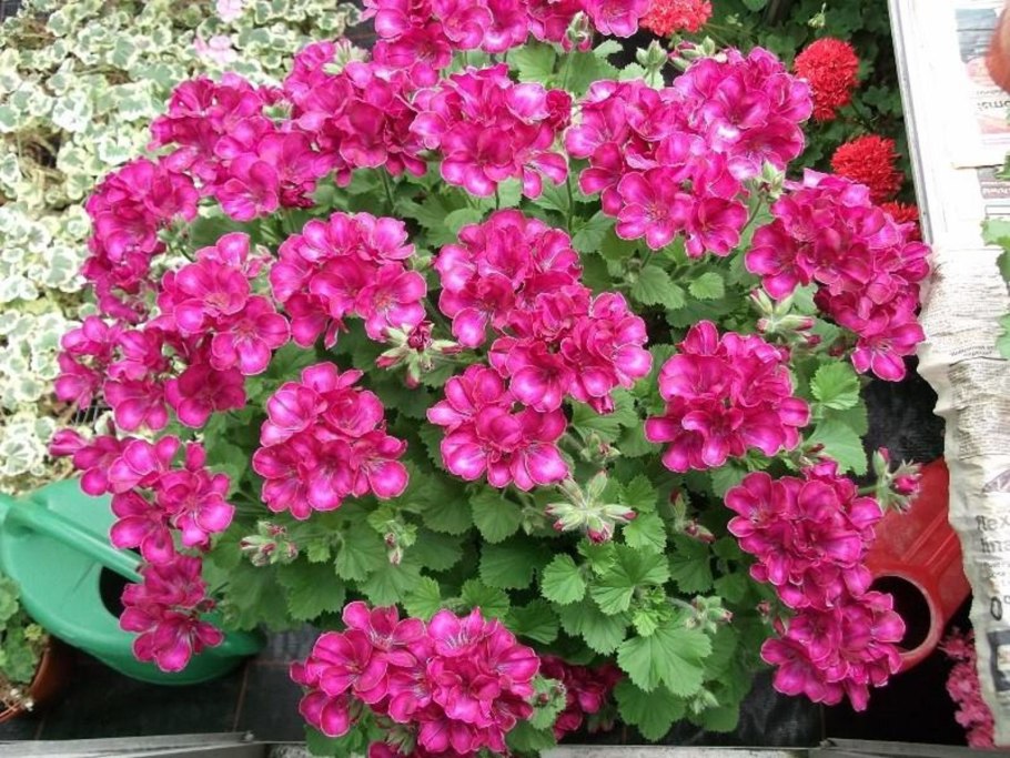 Пеларгония Millfield