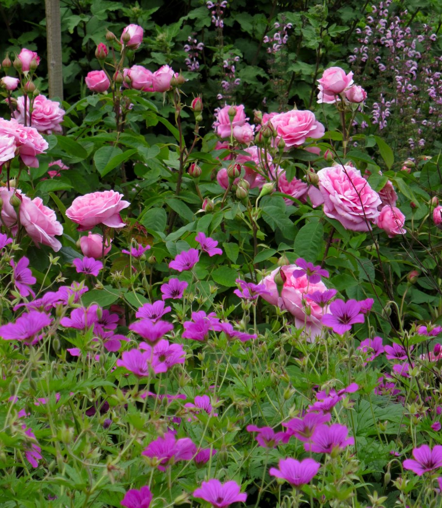 Пеларгония Pelargōnium achievement