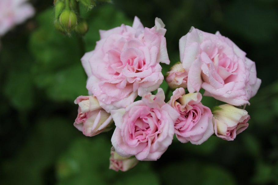 Пеларгония зональная Toscana Wilhelm Langguth