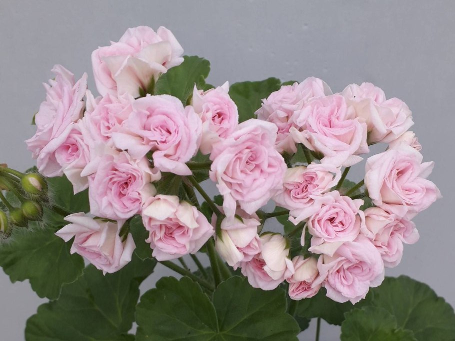 Пеларгония леди Мавис