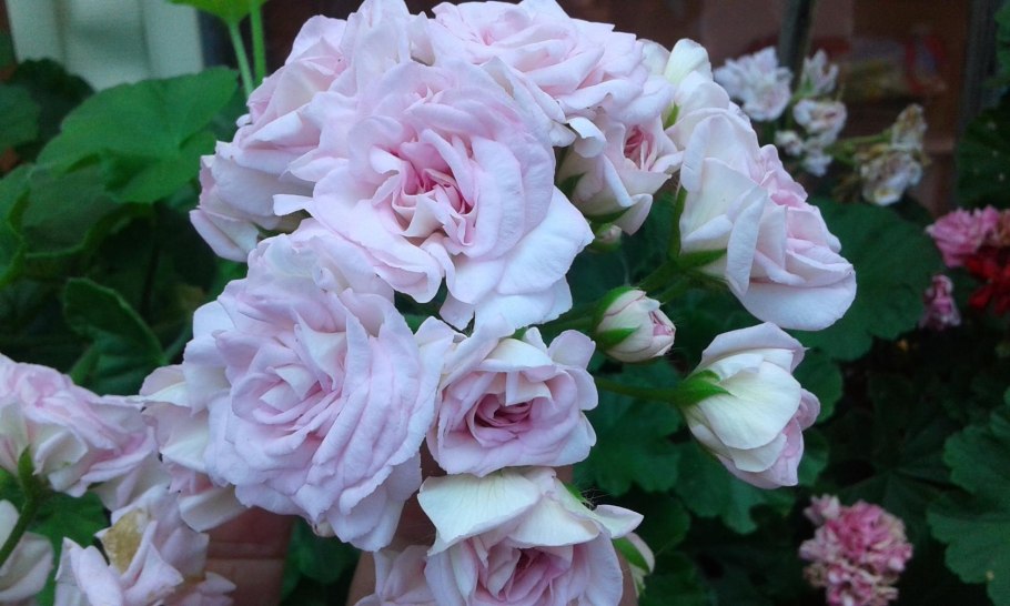 Пеларгония розебудная Lady Gertrude