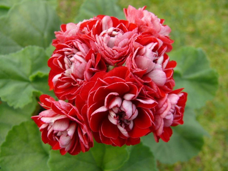 Ахивемент пеларгония