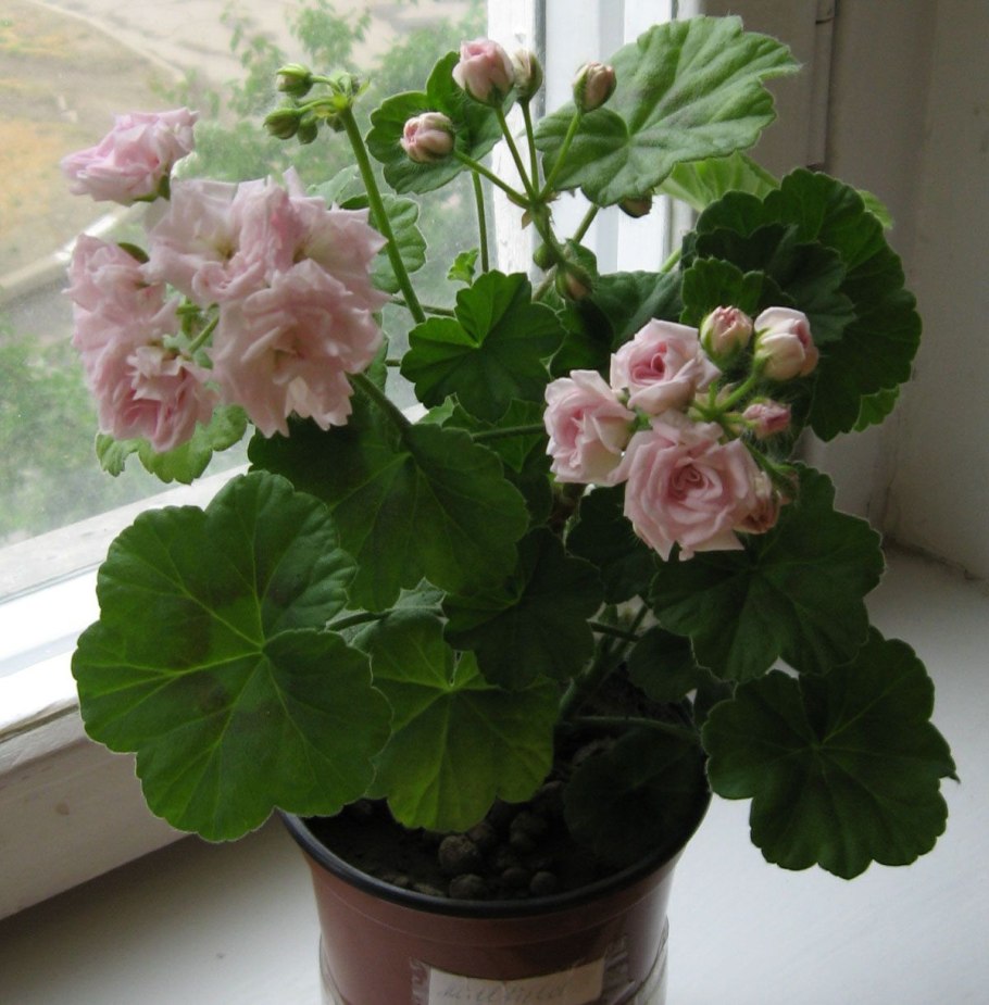 Пеларгония Millfield Gem