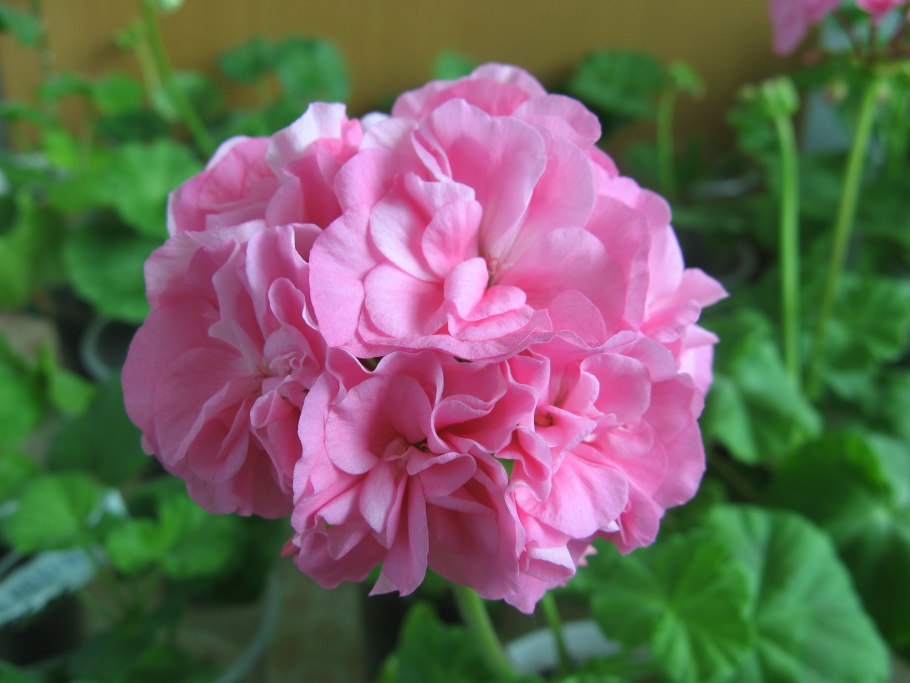 Пеларгония герань Анита