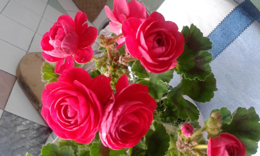 Пеларгония Rococo