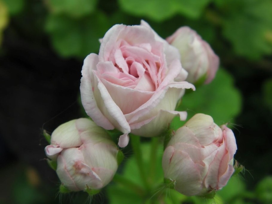 Пеларгония Millfield