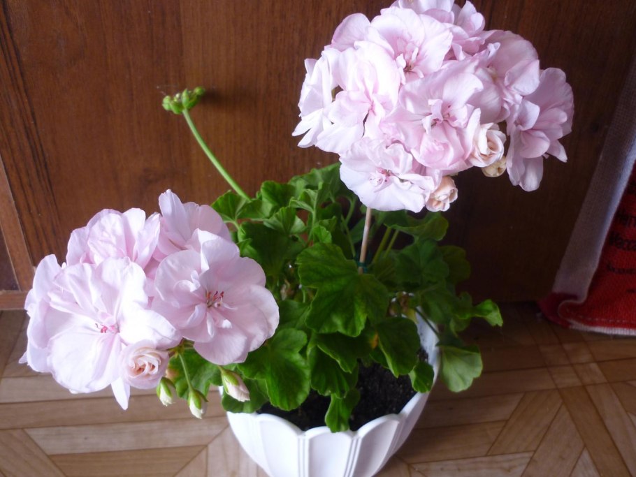 Пеларгония achievement Ivy-