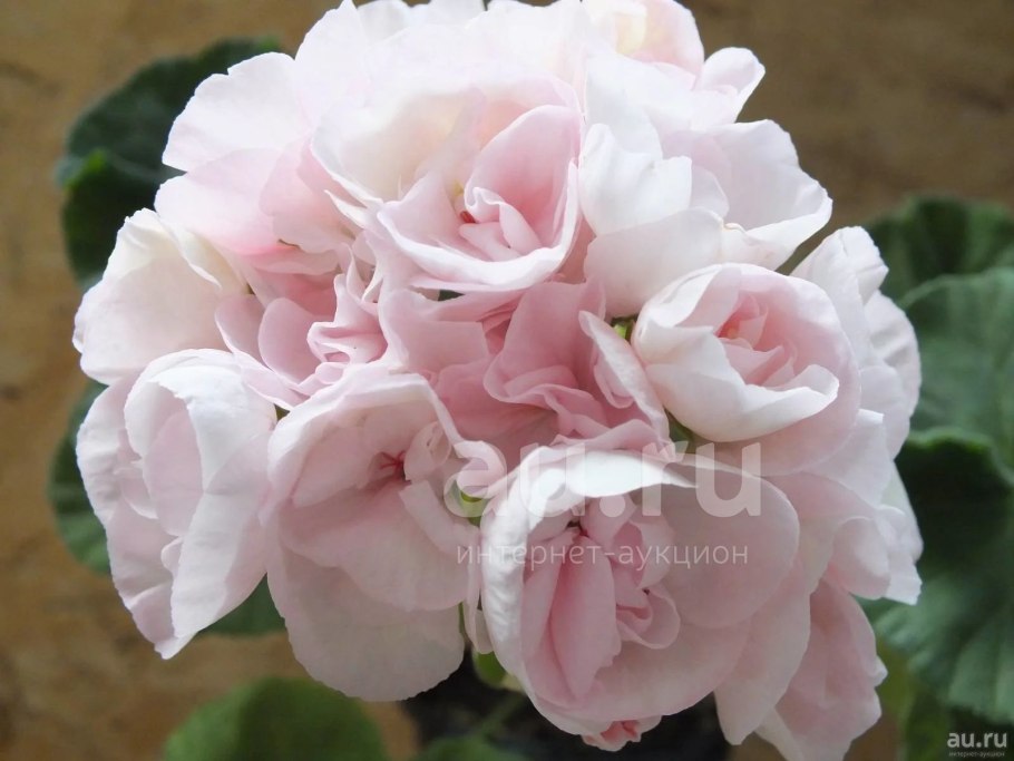 Пеларгония норрангенс София