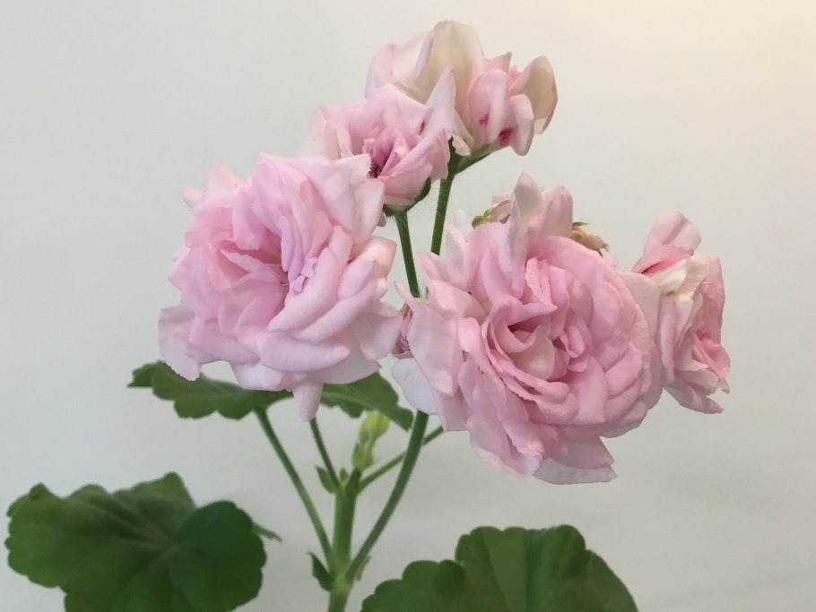 Леди Гертруда пеларгония