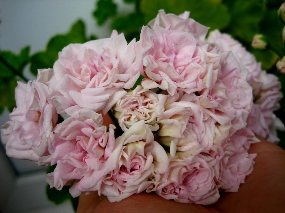 Пеларгония зональная махровая Saxdalens Selma