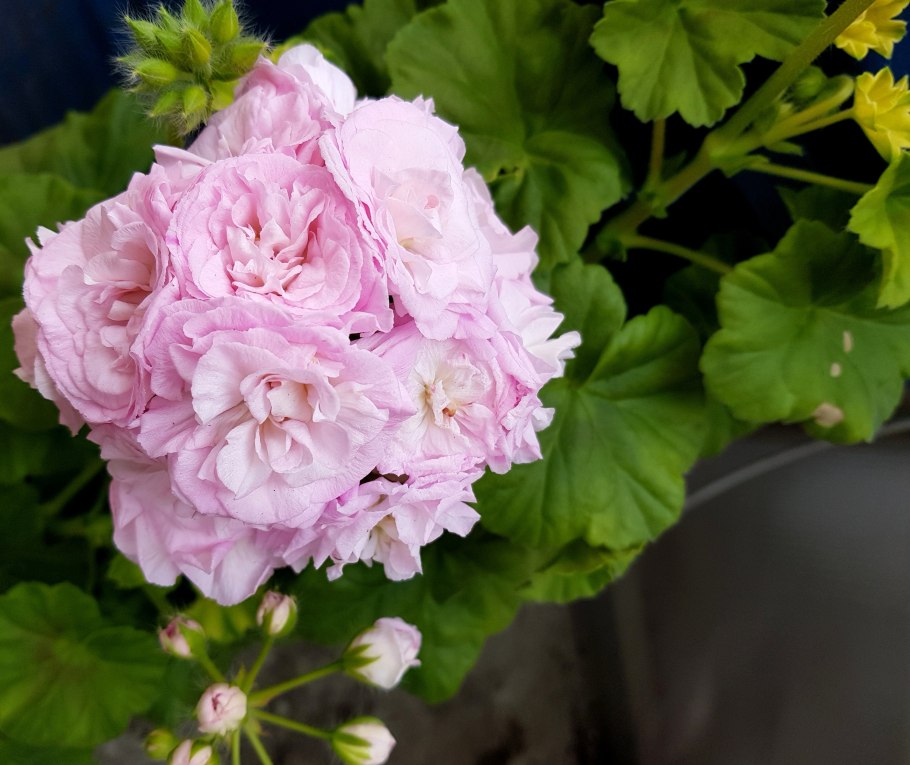 Пеларгония Harlequin Ted o'Day