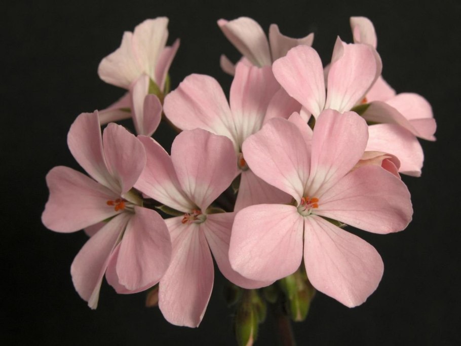 Герань Садовая с розами