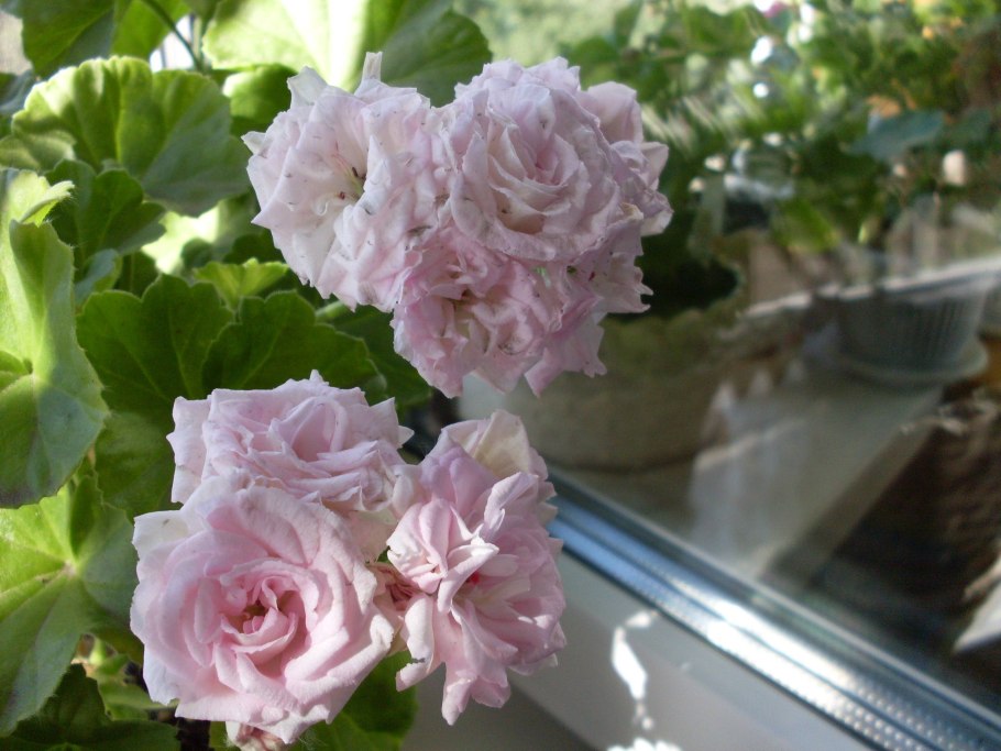 Герань леди Гертруда