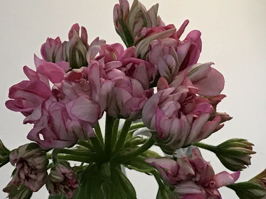 Пеларгония Elnaryds Spirit