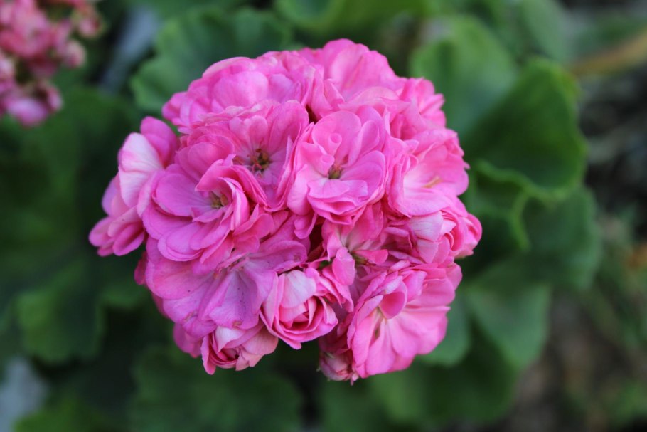 Пеларгония Примавера