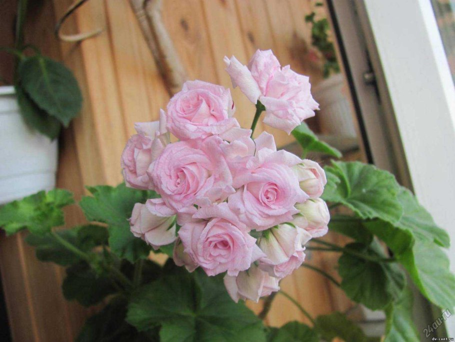 Пеларгония Millfield