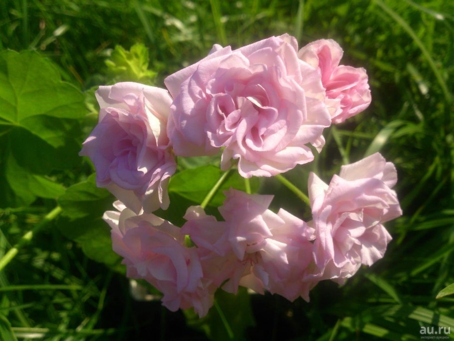 Пеларгония Мунлайт Виолино