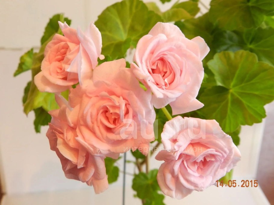 Пеларгония Lady Gertrude