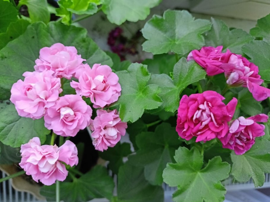 Тесс влада пеларгония