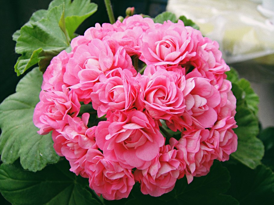 Пеларгония swanland pink